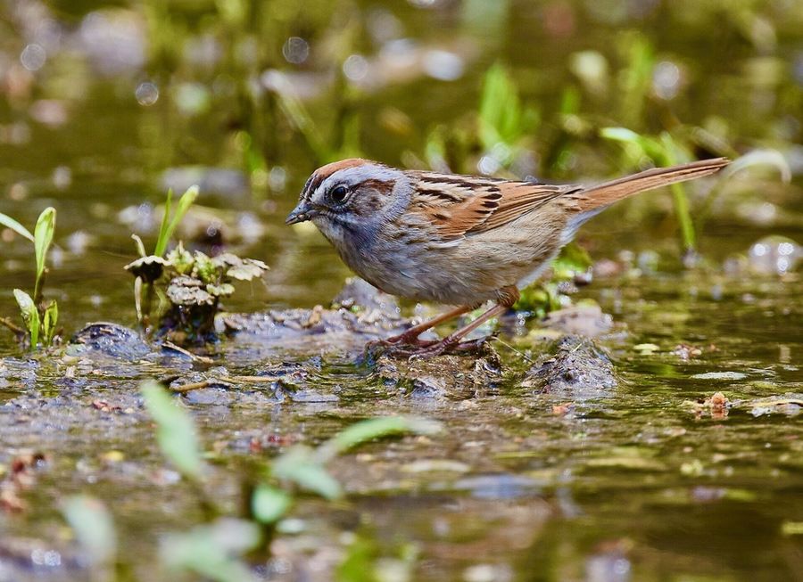 Swamp Sparrow in Wiltmore Park, St. Louis by Wildreturn is licensed under CC BY 2.0.
